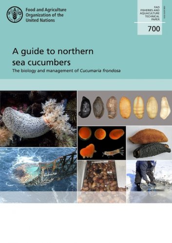 Guide to northern sea cucumbers