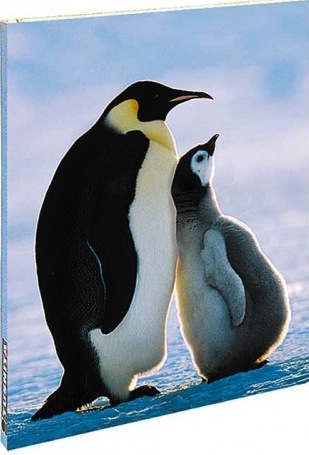Blank book pinguini