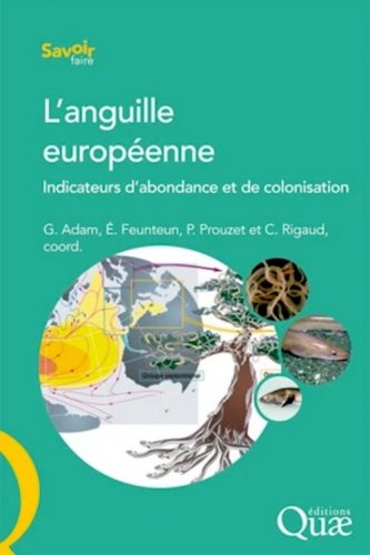Anguille européenne