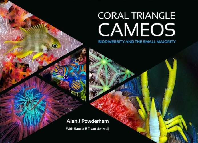 Coral triangle cameos