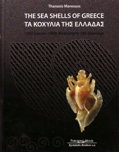 Sea shells of Greece