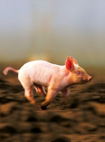 Blank book keep on running...