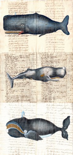 Cetacei