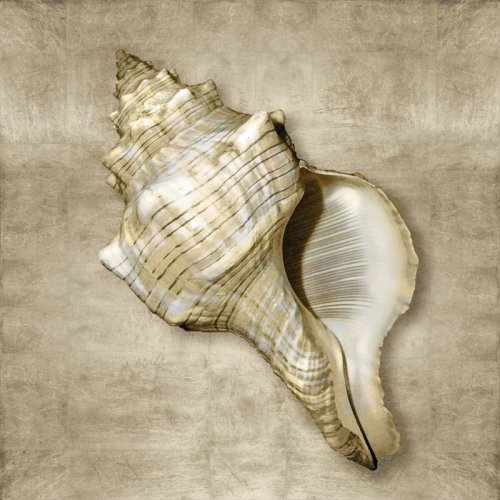 Shell golden sea life III