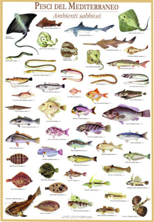 Pesci del Mediterraneo - ambienti sabbiosi