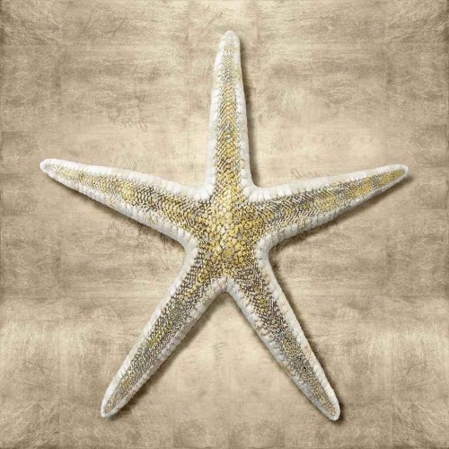 Starfish golden sea life I