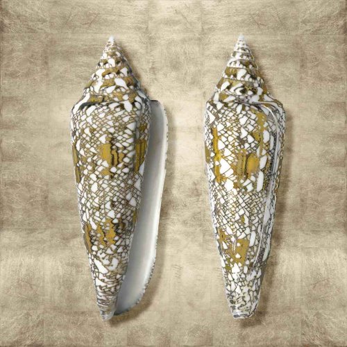 Cone seashell golden sea life II