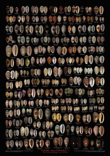 Cowries Cypraeidae 1