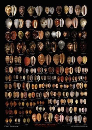 Cowries Cypraeidae 2
