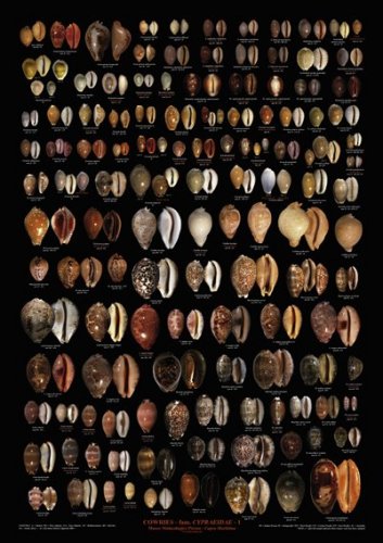 Cowries Cypraeidae 3