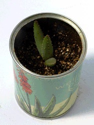 Aloe Vera Microgiardini benessere