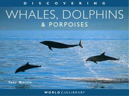 Whales, dolphins & porpoises