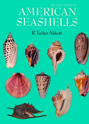 American seashells