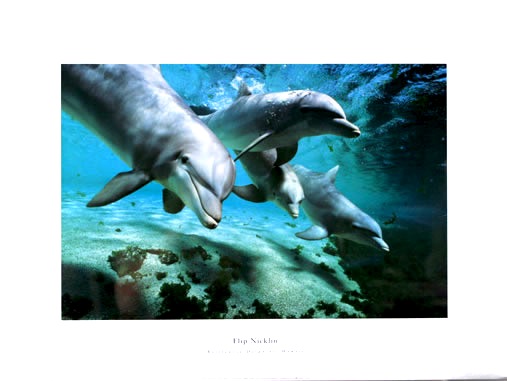 Bottlenose Dolphins Hawaii
