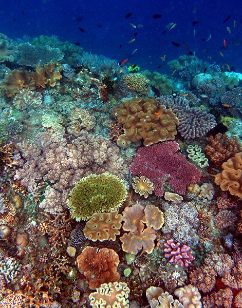 Timor_Coral_Reef.Nick Hobgood